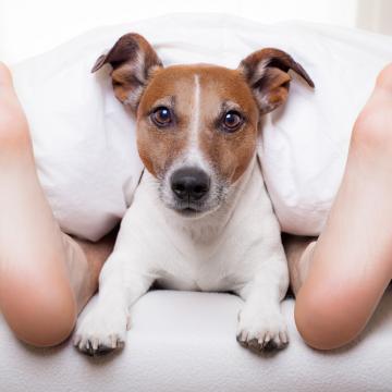 Should My Dog Sleep In My Bed?